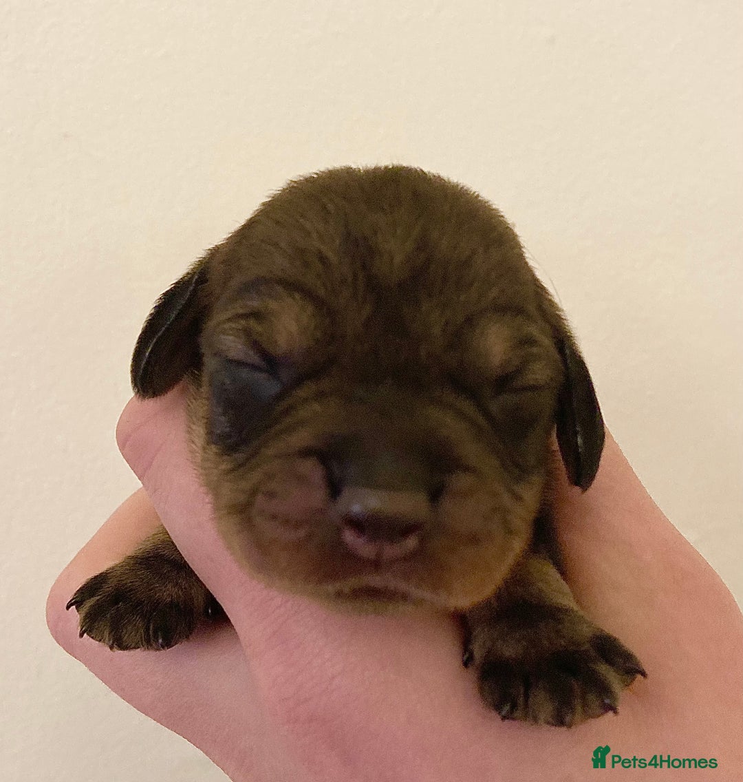 Dachshund dogs for sale: Gorgeous Wirehair Dachsund Pups - Image 8