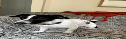 Jack Russell dogs for sale: Miniature Jack Russell  - Advert 10