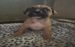 American Bull Staffy dogs for sale: American staffie puppies - Advert 8