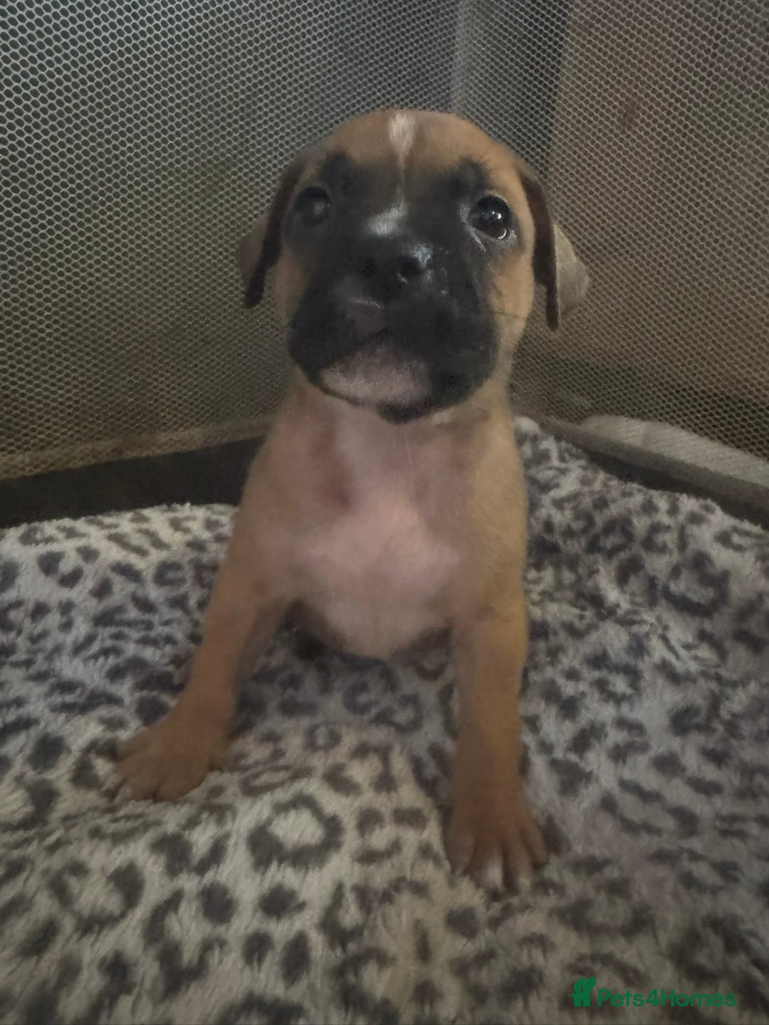 American Bull Staffy dogs for sale: American staffie puppies - Advert 8