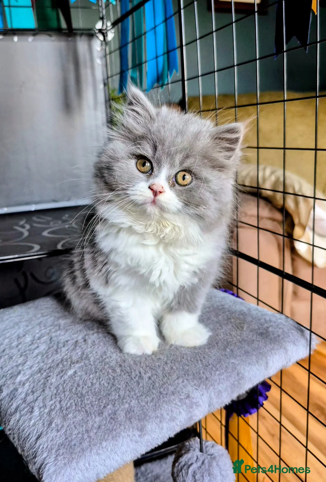 British Longhair cats for sale: British Longhair and Shorthair kittens available  - Advert 2