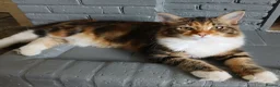 Mixed Breed cats for sale: 5 month old Half mainecoon female - Advert 3