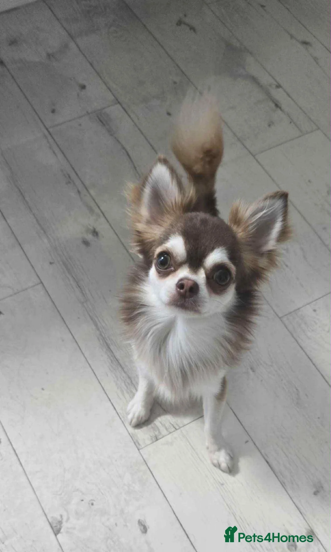 Chihuahua dogs for sale: Very beautiful husky markings chihuahua for sale - Advert 4