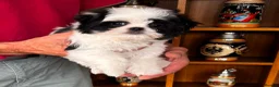 Mixed Breed dogs for sale: *Korean* Maltease - Advert 2