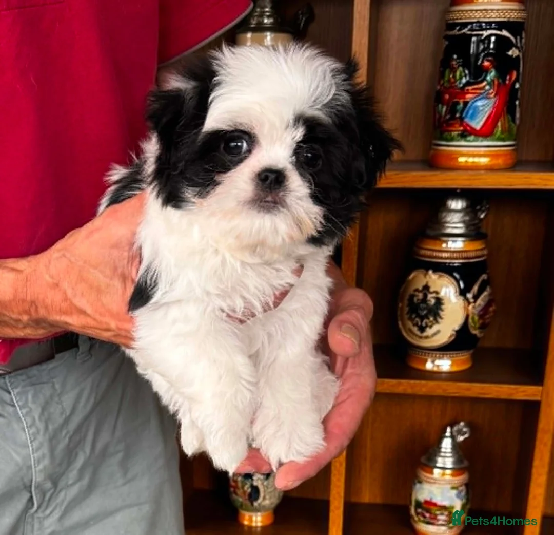 Mixed Breed dogs for sale: *Korean* Maltease - Advert 2