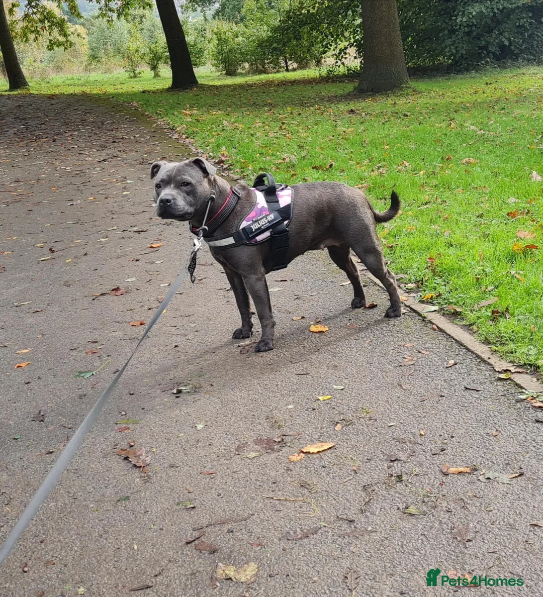 Staffordshire Bull Terrier dogs for sale: Staffordshire Bull Terier in Colne - Advert 2