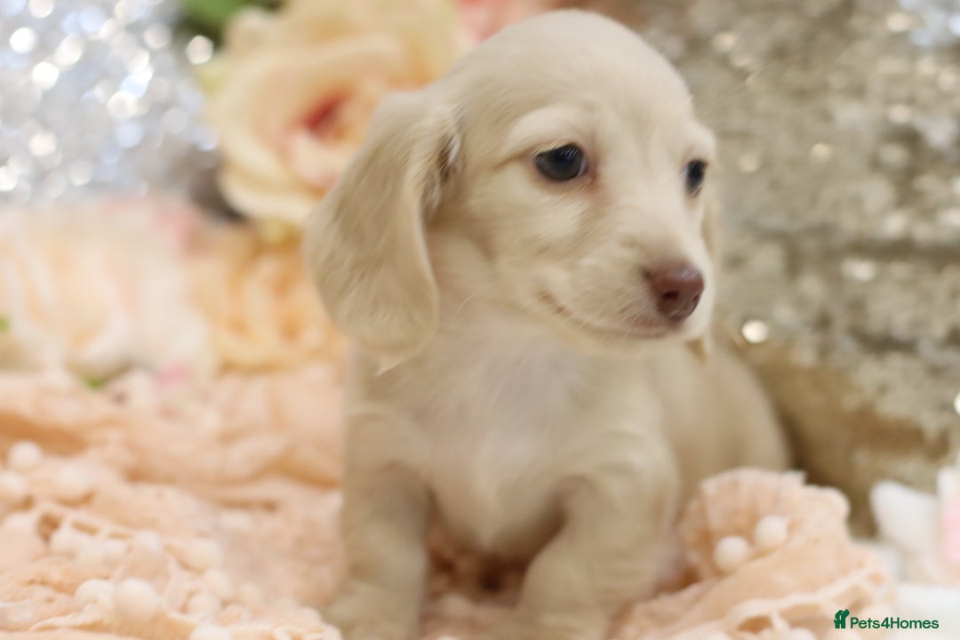 Miniature Dachshund dogs for sale: KC Registered Cream Longhair Puppies - Image 12