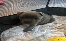 Staffordshire Bull Terrier dogs for sale: ✨ Blue Staffy Pups – Happy, Healthy & Loving!  - Image 16