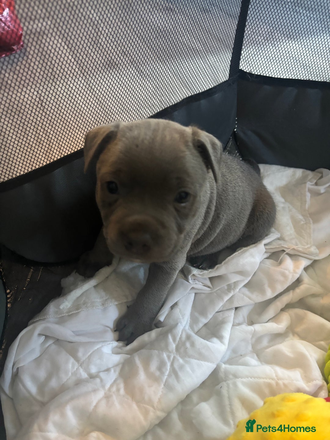 Staffordshire Bull Terrier dogs for sale: ✨ Blue Staffy Pups – Happy, Healthy & Loving!  - Image 16