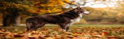 Border Collie dogs for stud: Exceptional Lilac & White DNA clear Border Collie in Saint Asaph - Advert 14