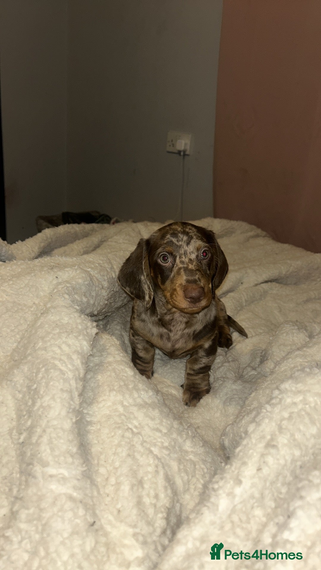 Miniature Dachshund dogs Miniature dauchsund - Advert 1