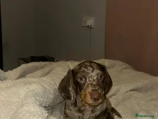 Miniature Dachshund dogs Miniature dauchsund - Advert 1