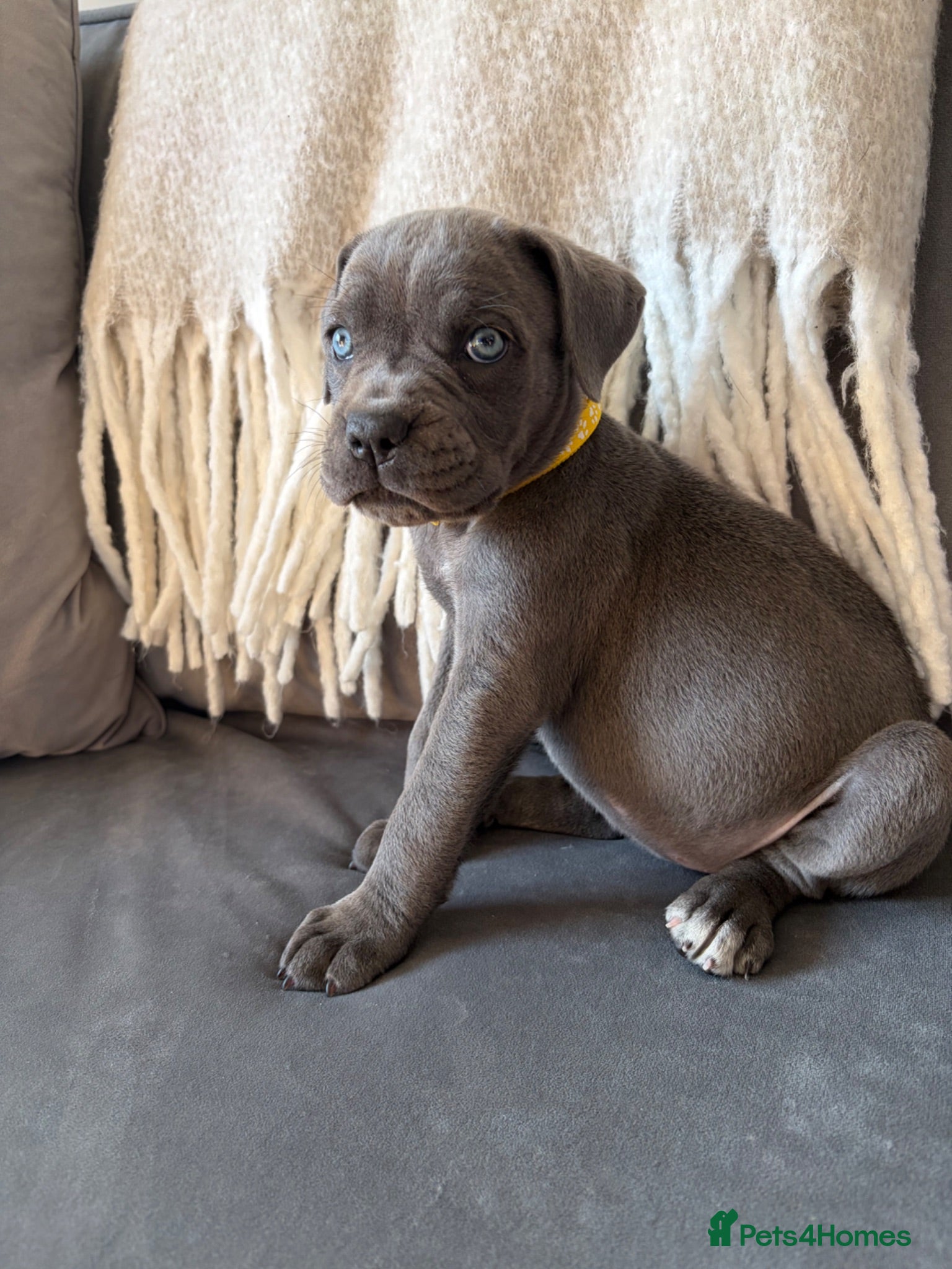 Cane Corso dogs Cane corso puppies for sale - Advert 5