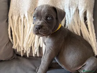 Cane Corso dogs Cane corso puppies for sale - Advert 5