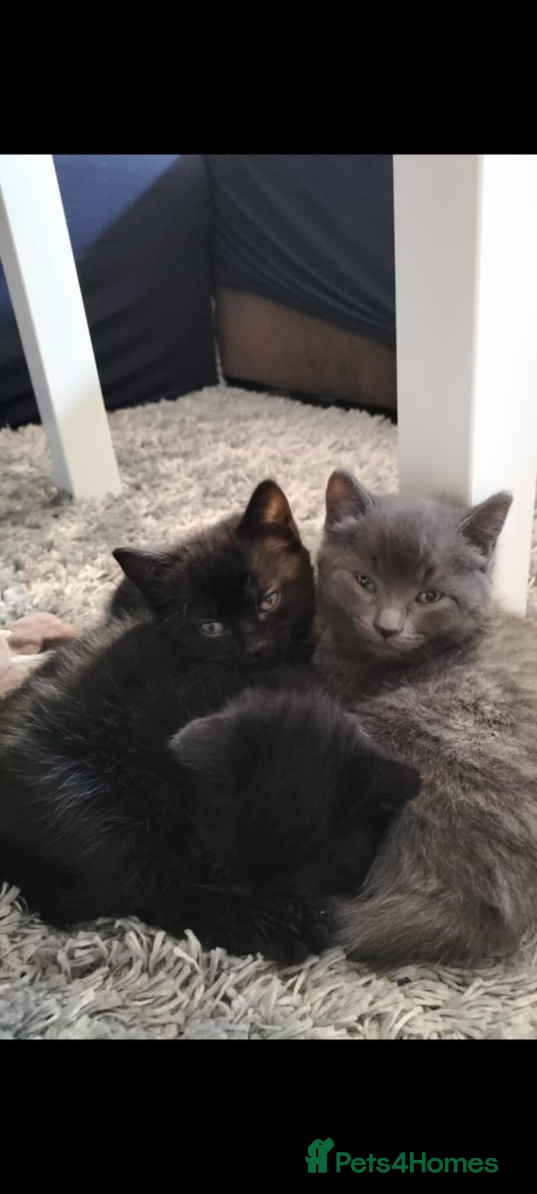 Domestic Shorthair cats for sale: 4 beautiful kittens for sale  - Advert 2