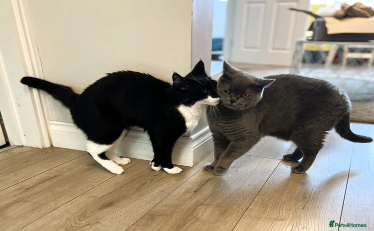 British Shorthair cats - Advert 3