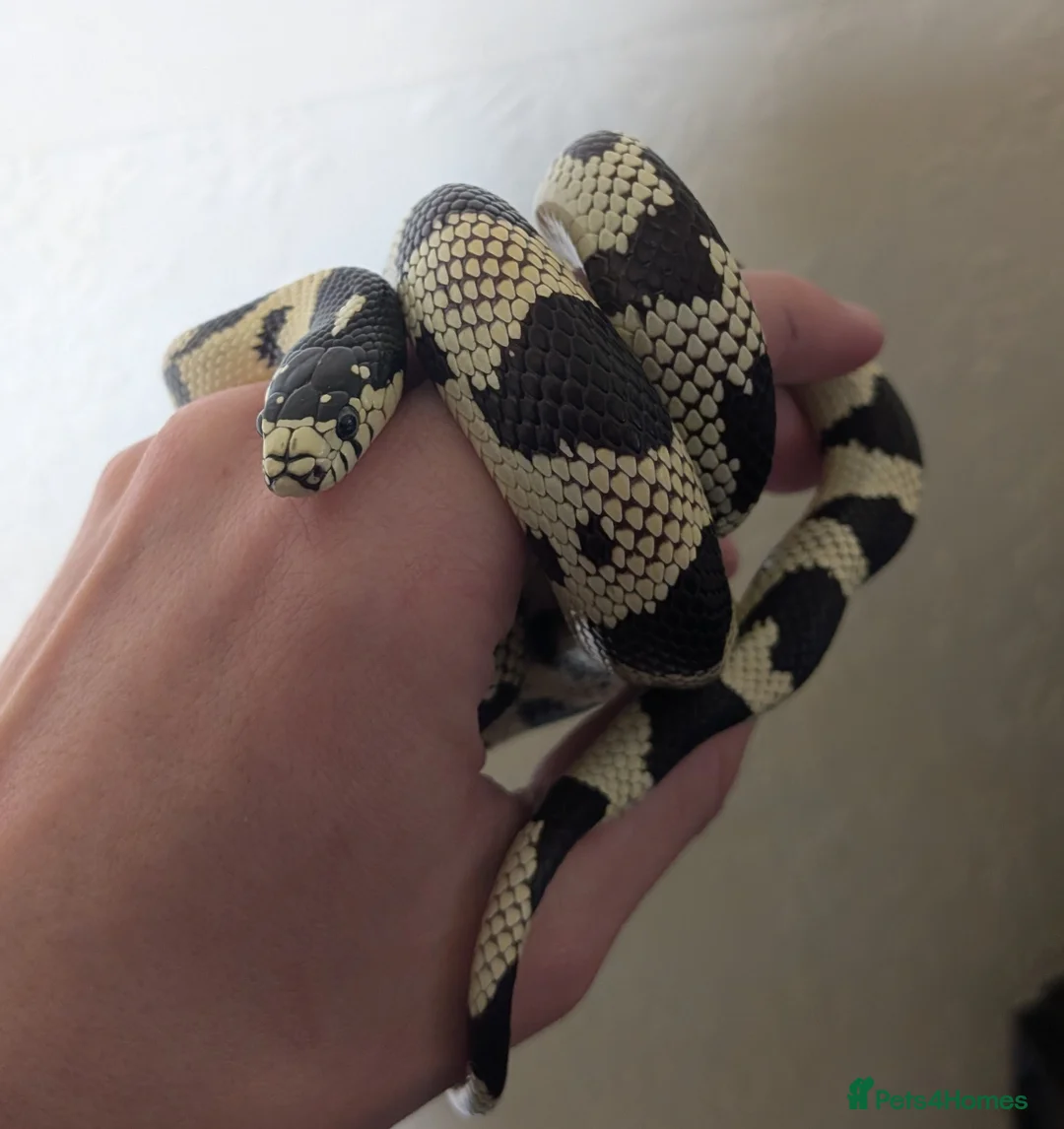 King Snake reptiles for sale: Calfornia King Snake for sale in Lincoln - Advert 1