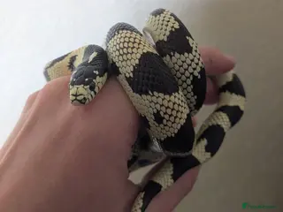 King Snake reptiles Calfornia King Snake for sale - Advert 13