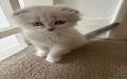 Scottish Fold cats for sale: Scottish fold kittens  - Image 17