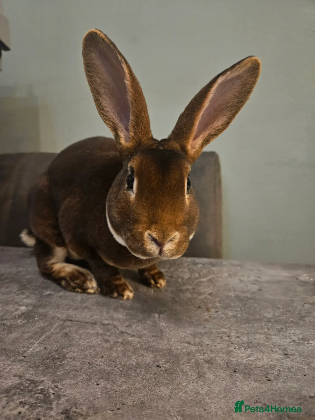 Rex rabbits for sale: Purebred Chocolate Otter Mini Rex buck 12 weeks  - Advert 14