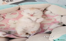 British Shorthair cats for sale: British shorthair babies  - Image 12
