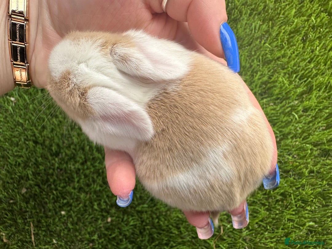 Mini Lop rabbits for sale: Stunning mini lops - Image 28