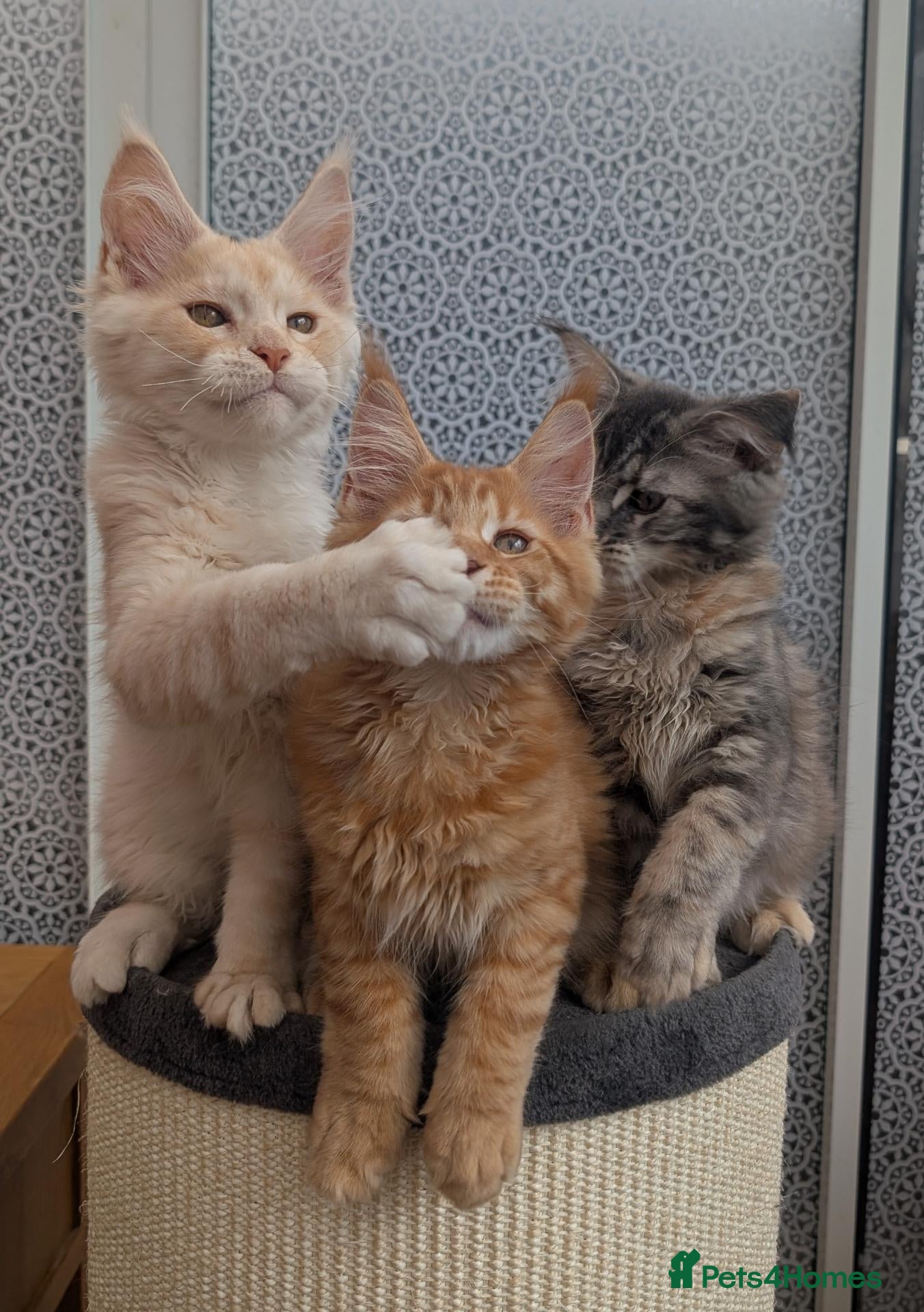 Maine Coon cats Stunning Tica registered Maine coons - Advert 2