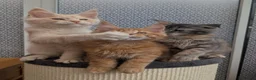 Maine Coon cats for sale: Stunning Tica registered Maine coons - Advert 15