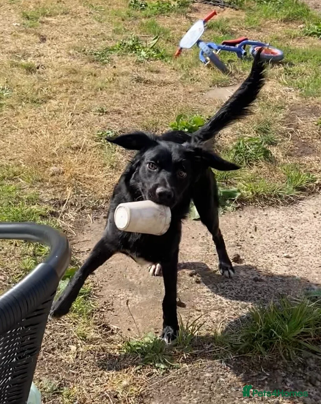 Mixed Breed dogs for sale: Harley 🐾 in Newport - Advert 4