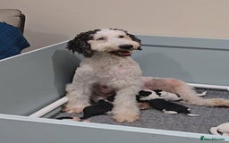 Sheepadoodle dogs for sale: Gorgeous Sheepadoodle litter - Image 3