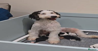 Sheepadoodle dogs - Advert 5