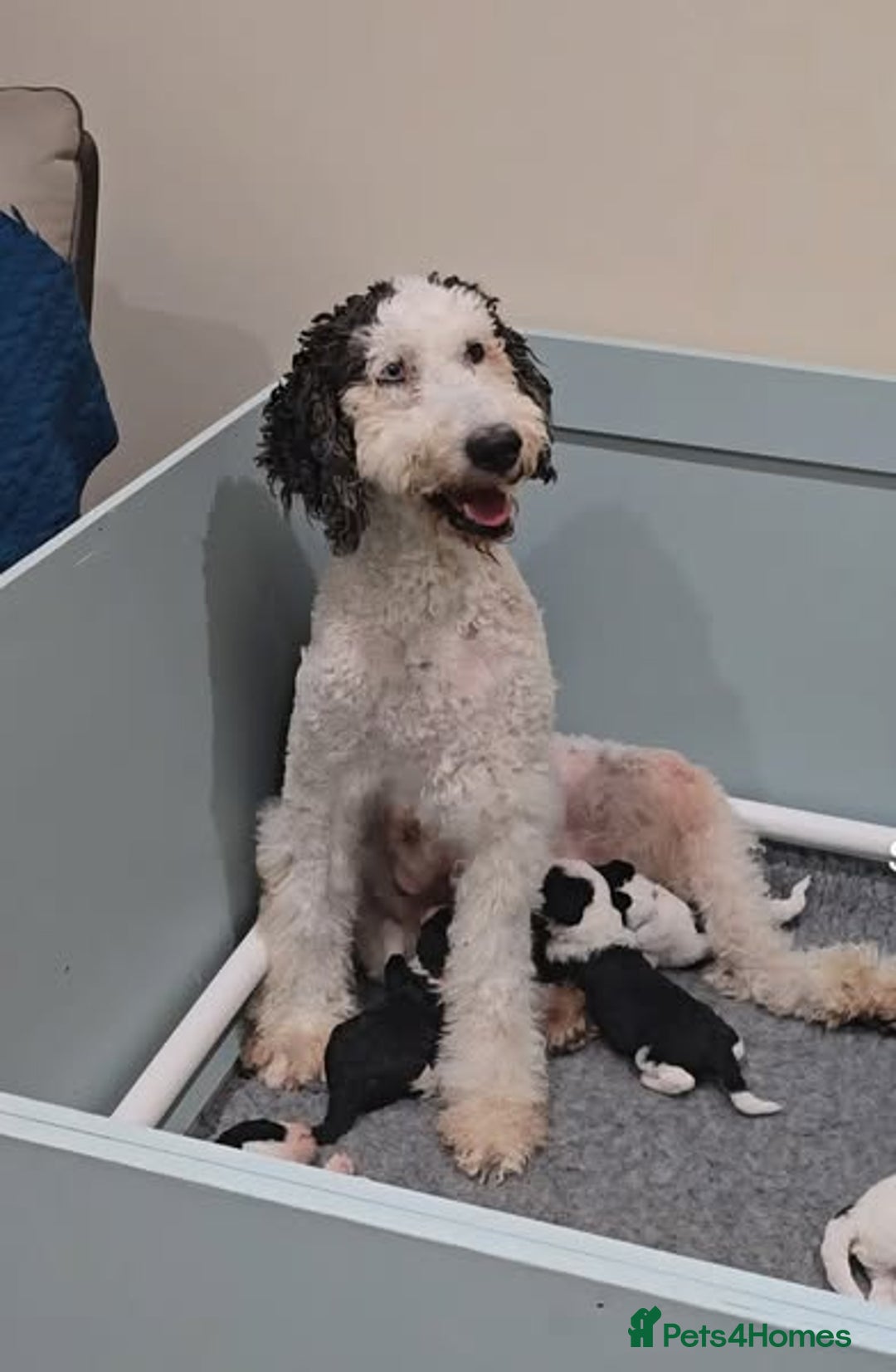 Sheepadoodle dogs for sale: Gorgeous Sheepadoodle litter - Image 3