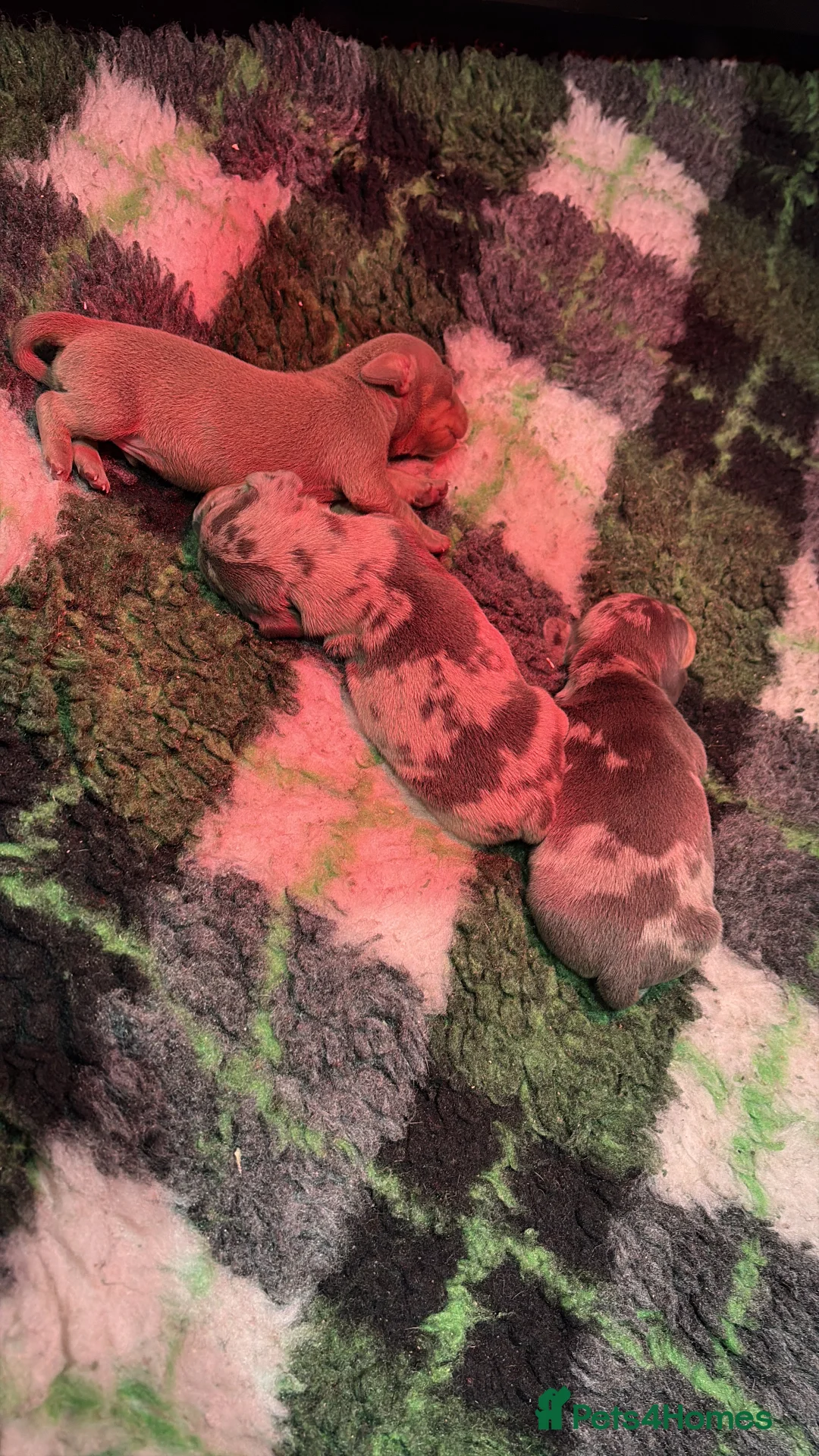 Miniature Dachshund dogs for sale: Miniature Dachshund KC Puppies  - Advert 8