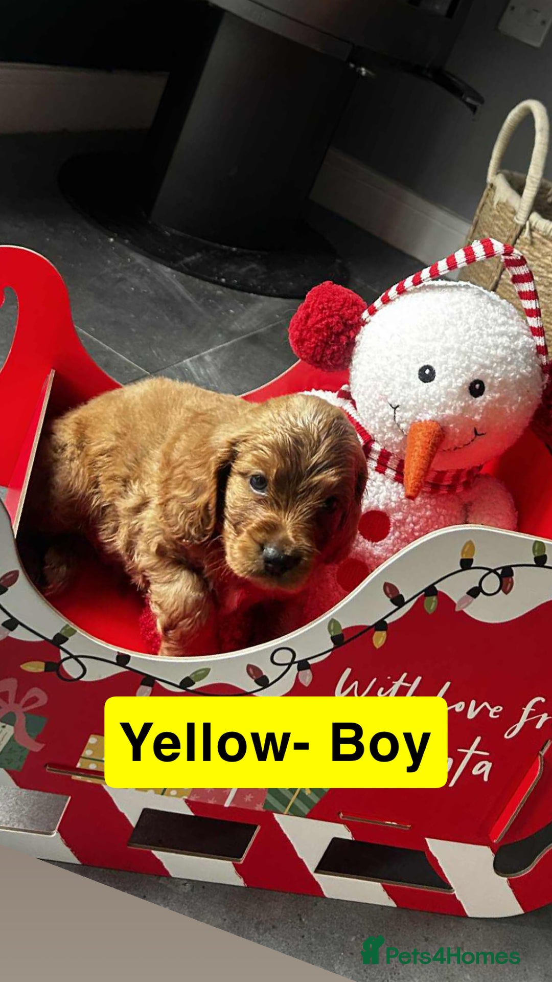 Cockapoo dogs for sale: F2 Cockapoo pups - Advert 23