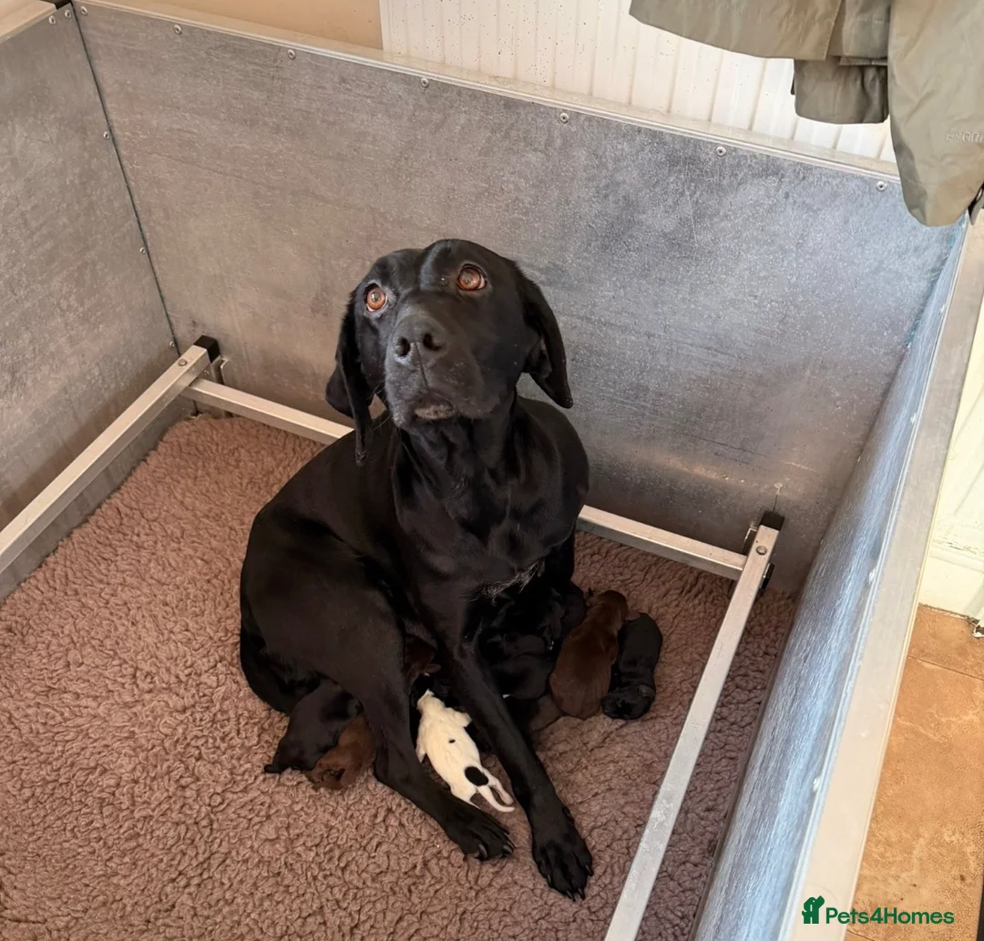 Mixed Breed dogs for sale: 1/4 Labrador 3/4 German Shorthaired Pointer Pups.  - Advert 1