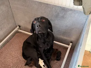 Mixed Breed dogs 1/4 Labrador 3/4 German Shorthaired Pointer Pups. - Advert 16