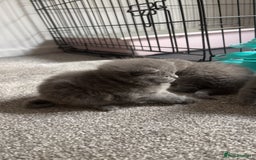 British Shorthair cats for sale: British shorthair kittens  - Image 3