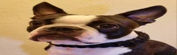 Boston Terrier dogs for stud: Proven KC Reg Boston Terrier for Stud - Advert 2