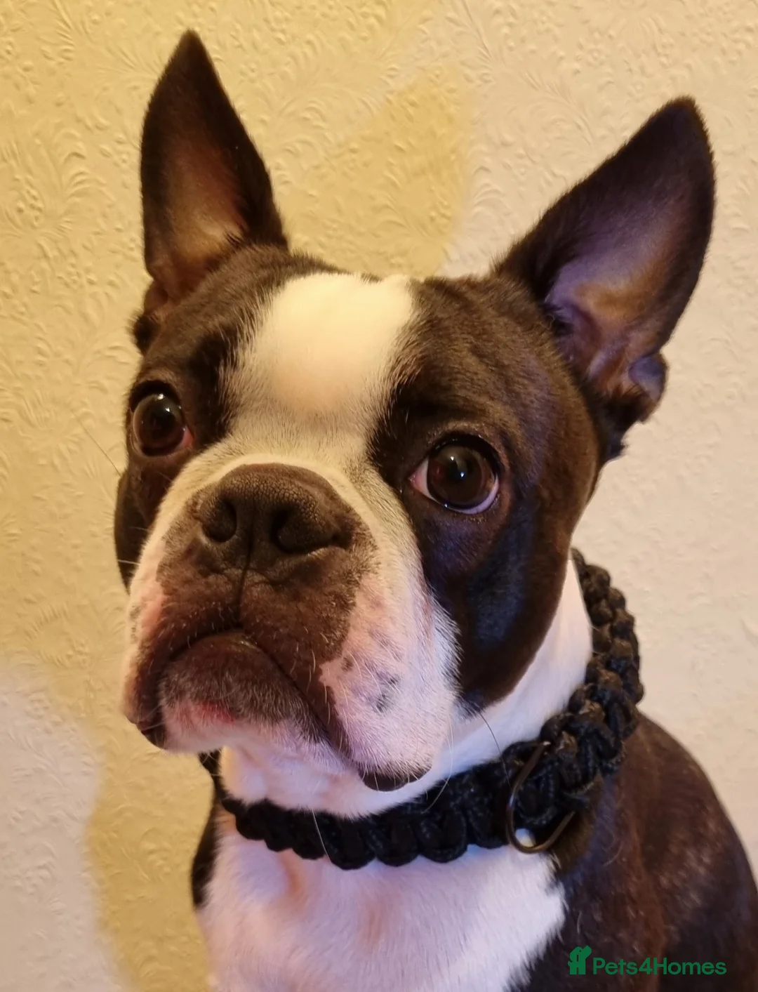Boston Terrier dogs for stud: Proven KC Reg Boston Terrier for Stud - Advert 2