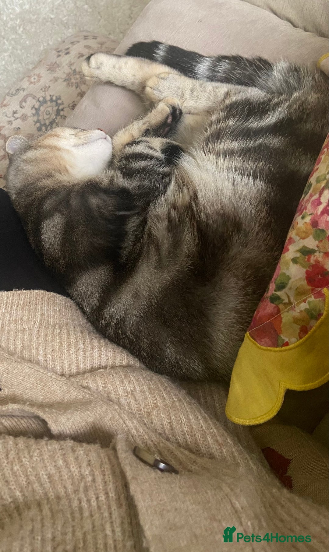 Mixed Breed cats for sale: Persian mix 7 month old kitten 💙 - Advert 6