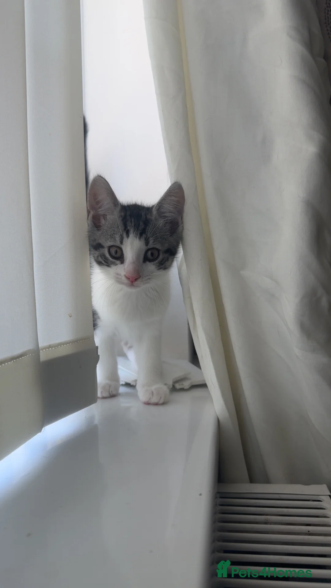 Mixed Breed cats for sale: 3 mixed kittens in Portsmouth - Advert 4