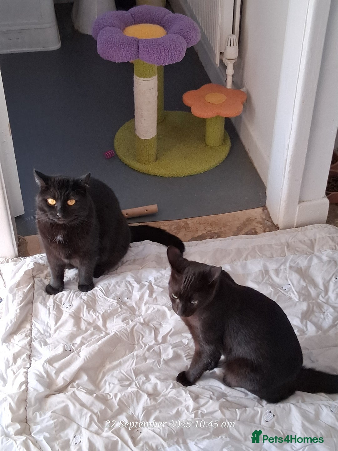 Domestic Shorthair cats for sale: 4 BLACK CATS FOR REHOME. - Advert 19