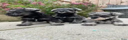 Miniature Schnauzer dogs for sale: 3 Pure Miniature Schnauzers available in Colchester - Advert 6