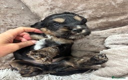 Cockapoo dogs for sale: Beautiful, Rare Cockapoo Puppies – Ready 17th Nov - Advert 9