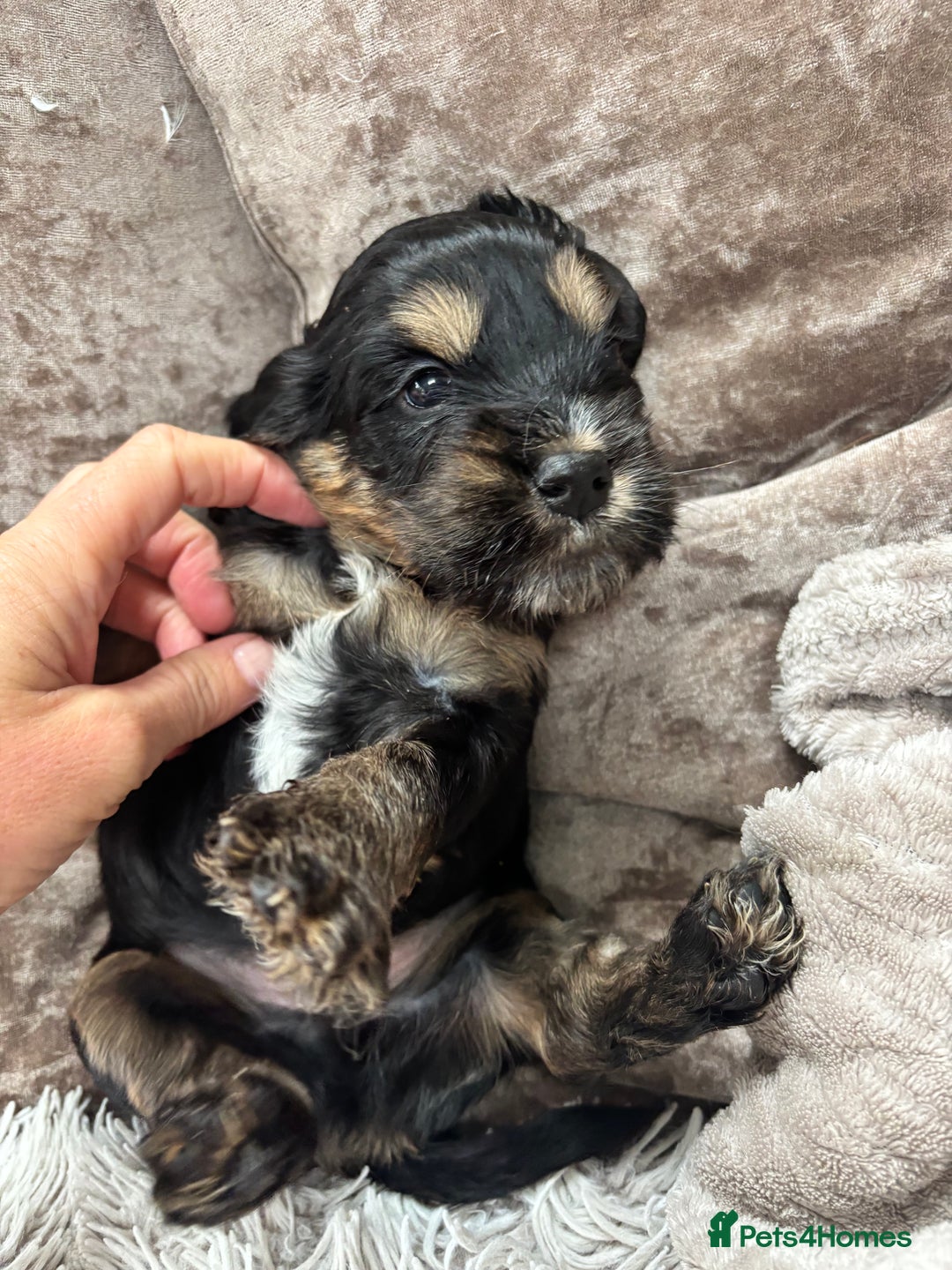 Cockapoo dogs for sale: Beautiful, Rare Cockapoo Puppies – Ready 17th Nov - Advert 9