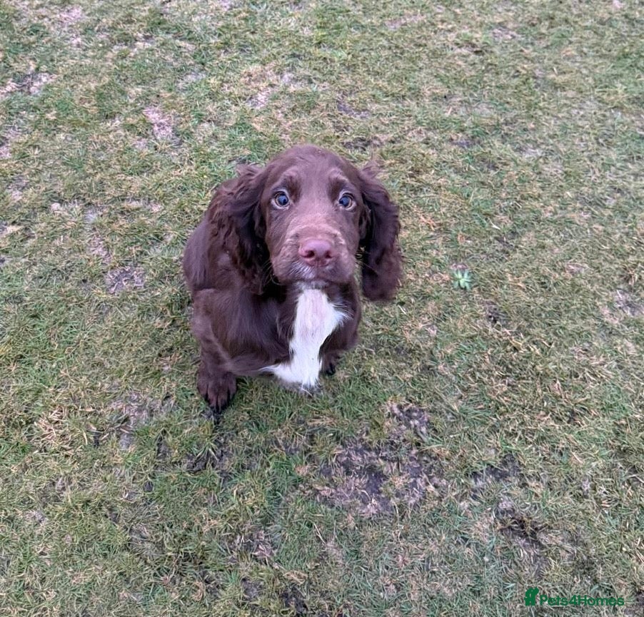 Sprocker dogs Exceptional Young Working Sprocker  - Advert 1