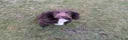 Sprocker dogs for sale: Exceptional Young Working Sprocker  - Advert 1