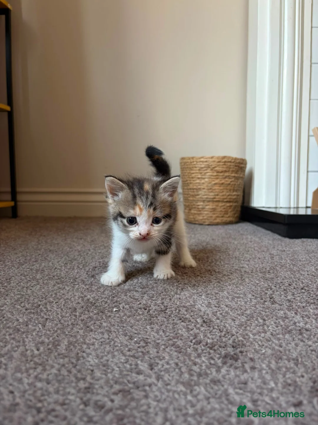 Mixed Breed cats for sale: 3 Kittens looking for their loving home!  - Advert 3