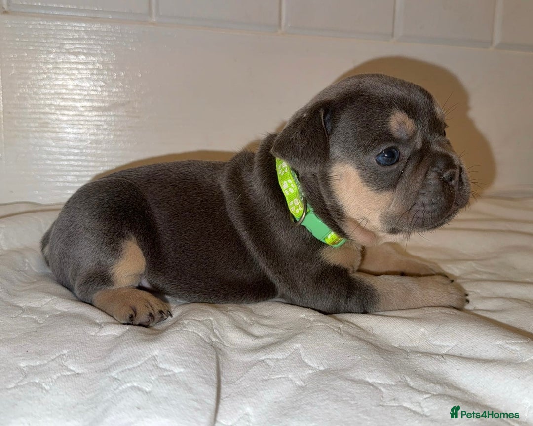 French Bulldog dogs for sale: French bulldog puppies - Advert 5