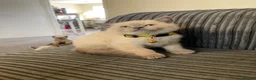 British Shorthair cats for sale: 💙 GCCF Blue Colourpoint BSH Kittens - Advert 13